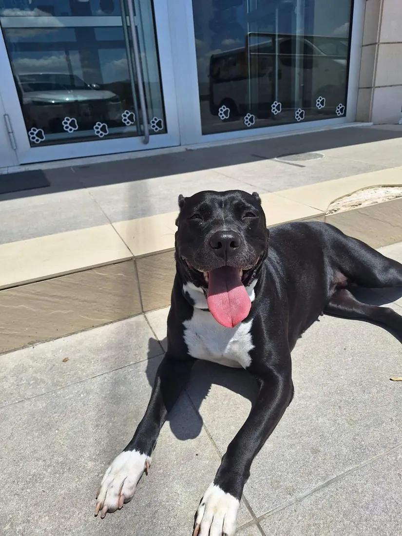 A black dog lying in the sun outside the clinic entrance