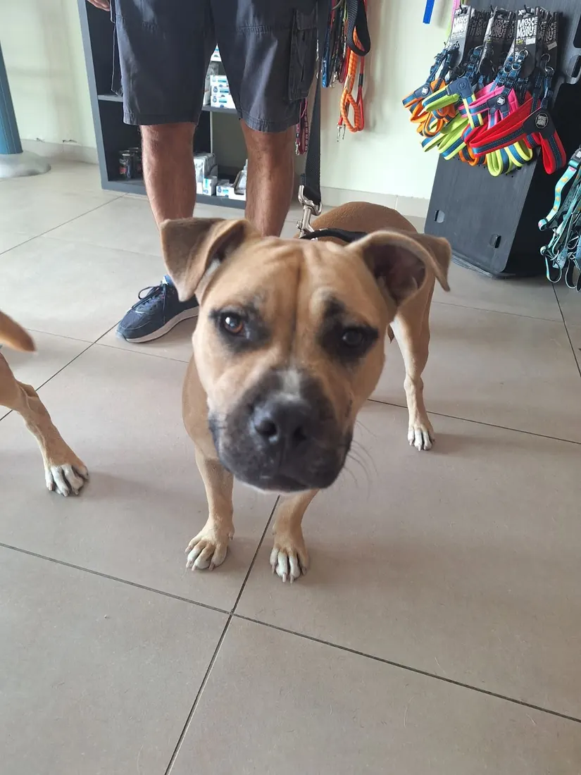 A boxer-mix dog looking up at the camera