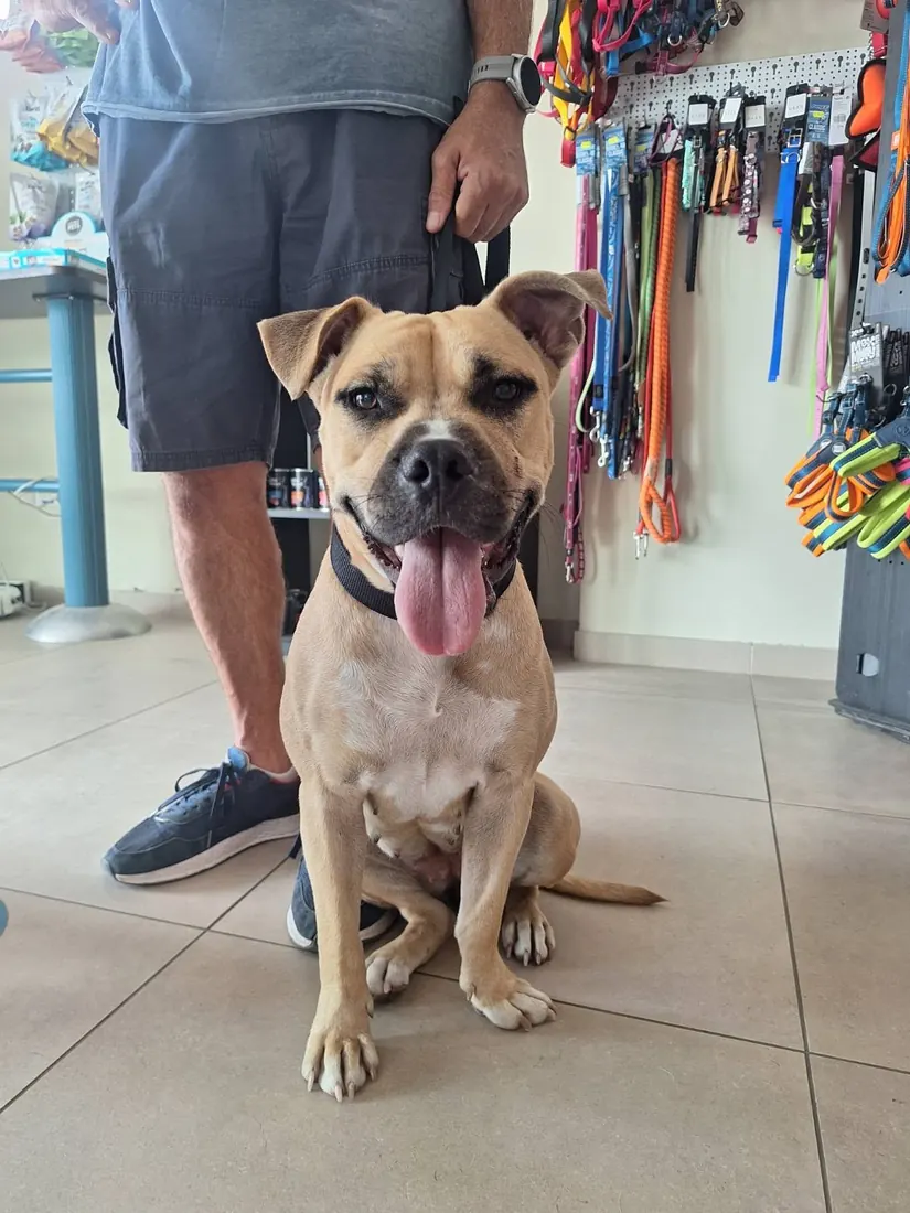 A happy boxer-mix dog sitting in the clinic