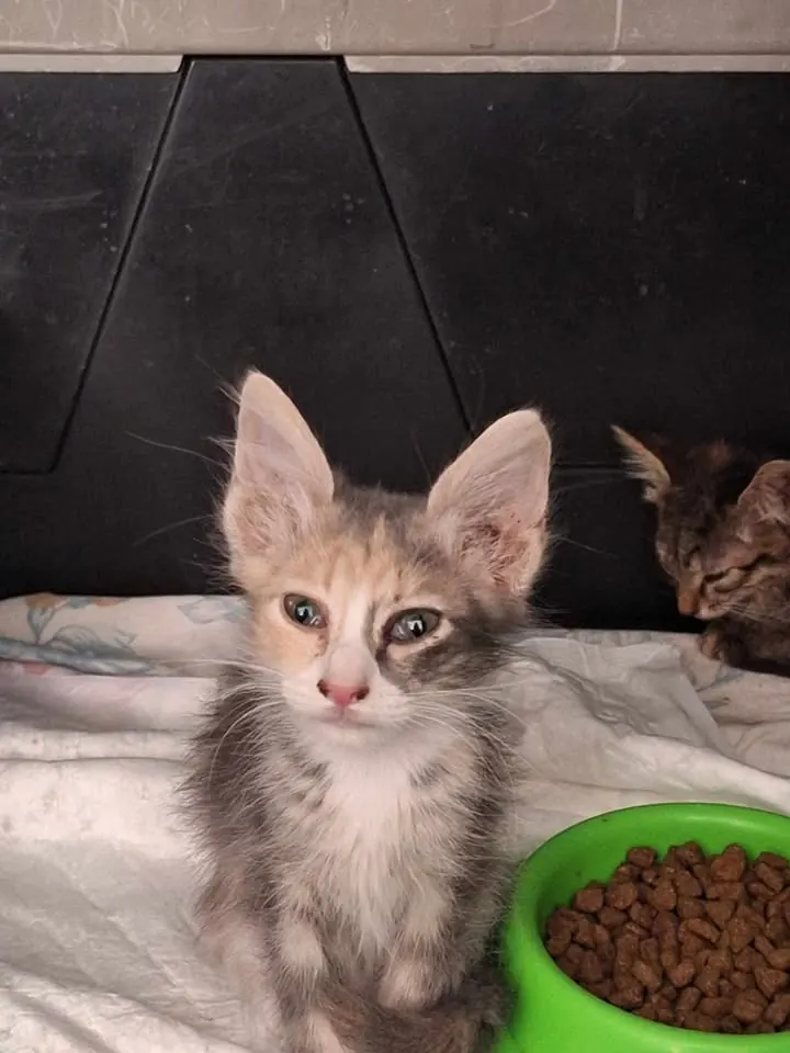 A calico kitten with a food bowl