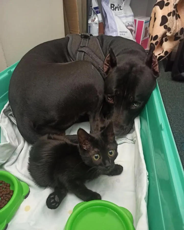 A black dog and a black kitten resting together in a recovery bed