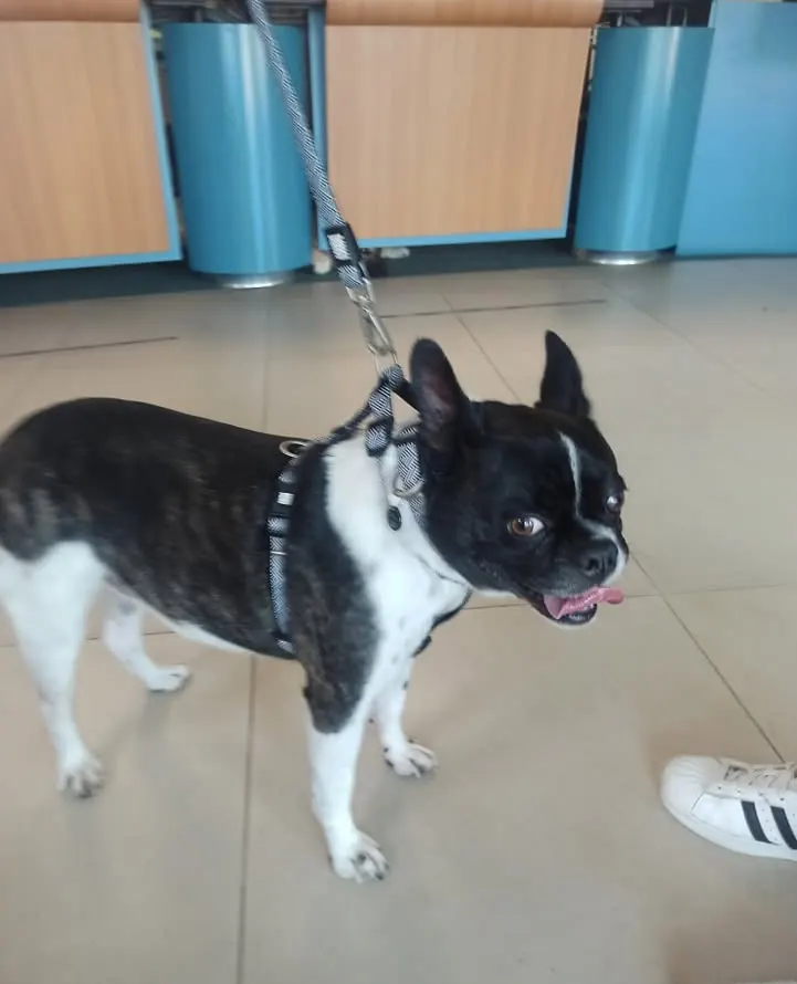 A black and white French bulldog on a lead