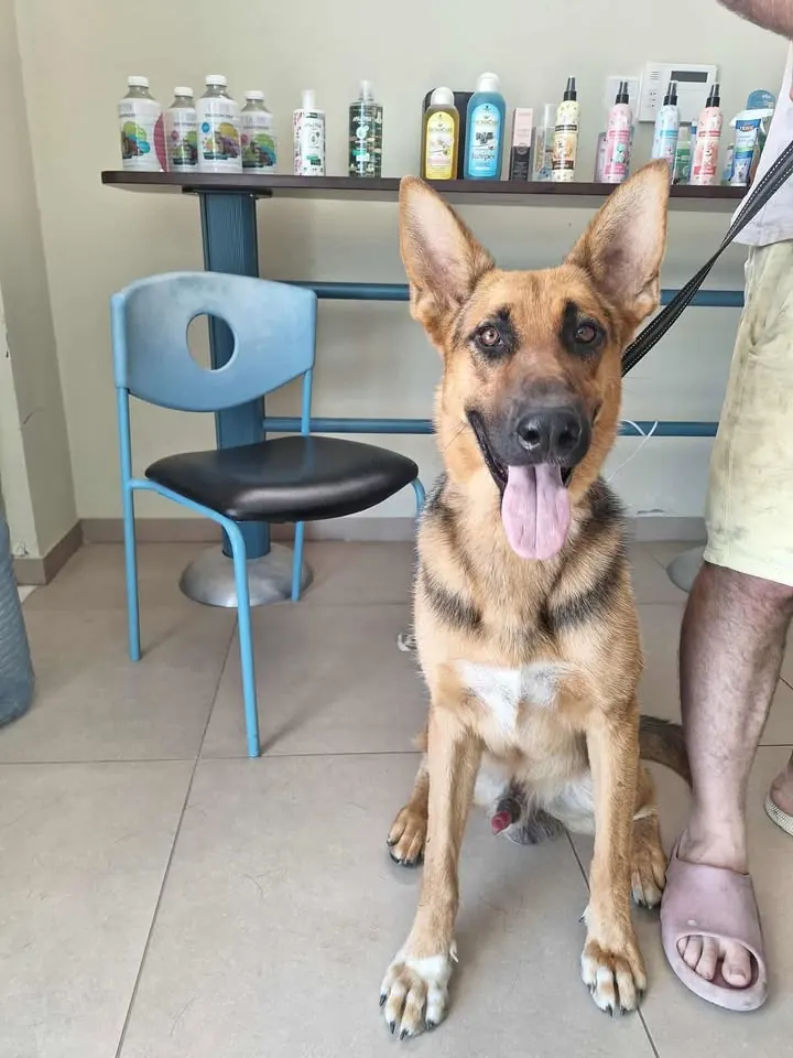 A young German shepherd sitting in the waiting area