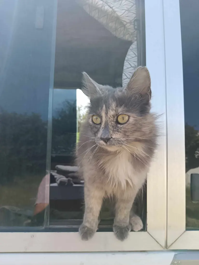 A grey long-haired cat looking out of a window