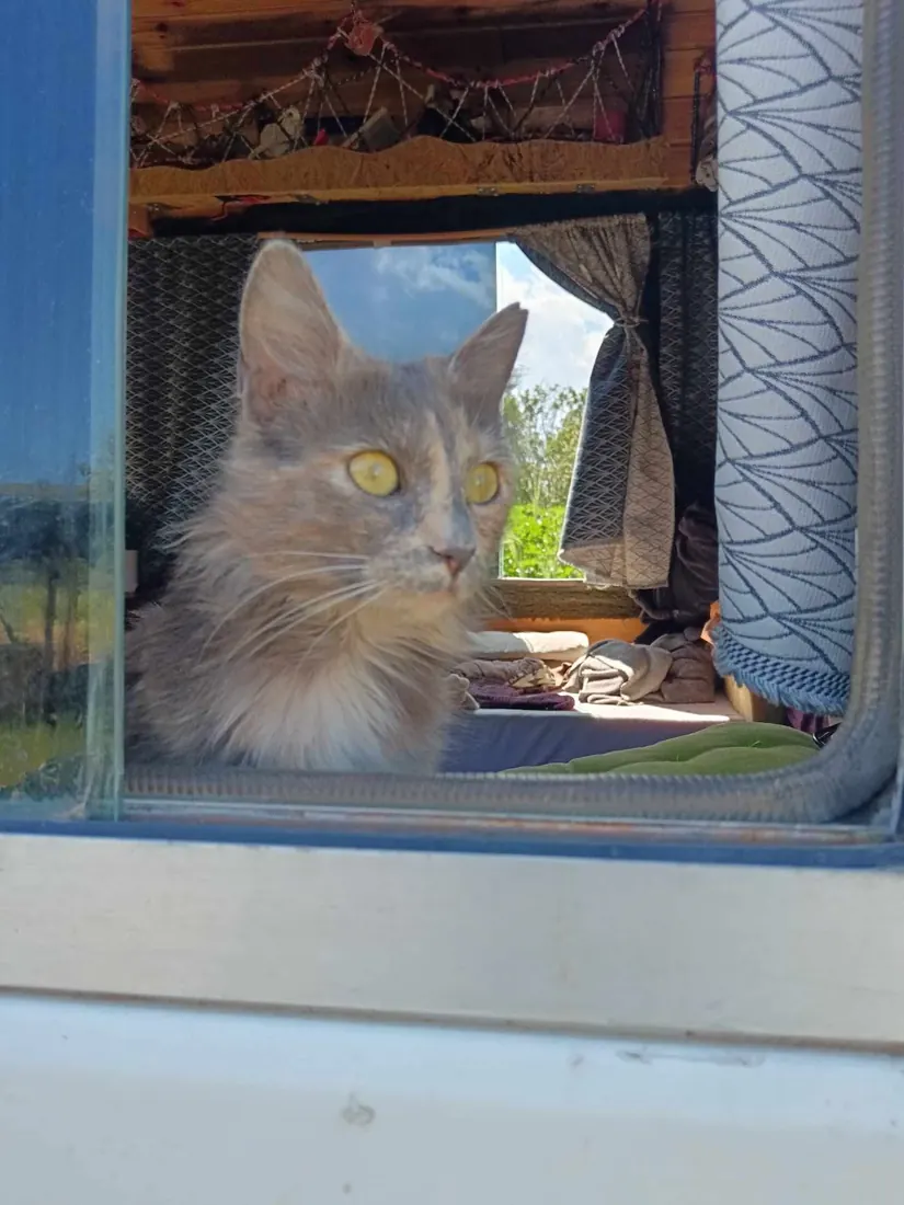 A grey long-haired cat looking out of a window