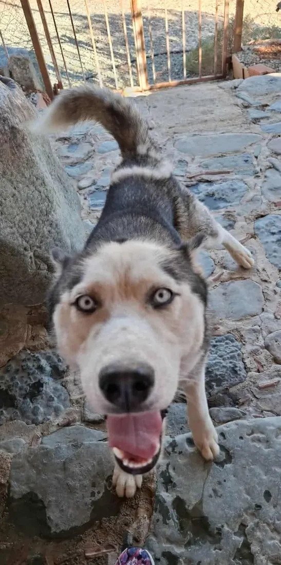 A husky outdoors on a stone path