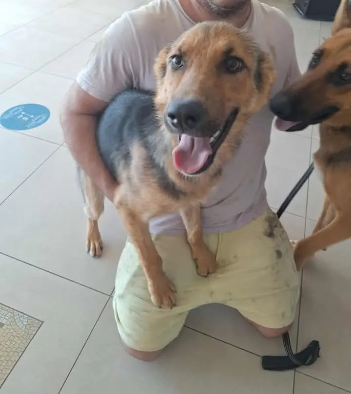 A shepherd puppy being cuddled by its owner