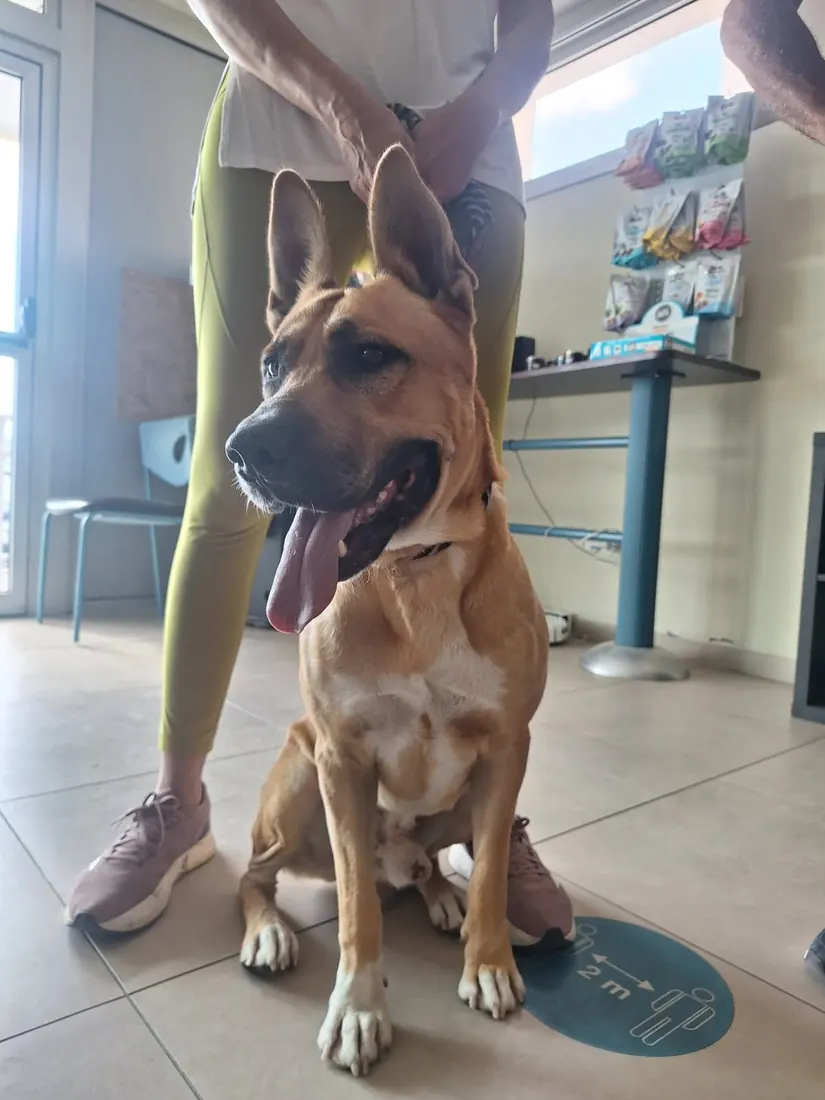A tan dog sitting calmly in the clinic