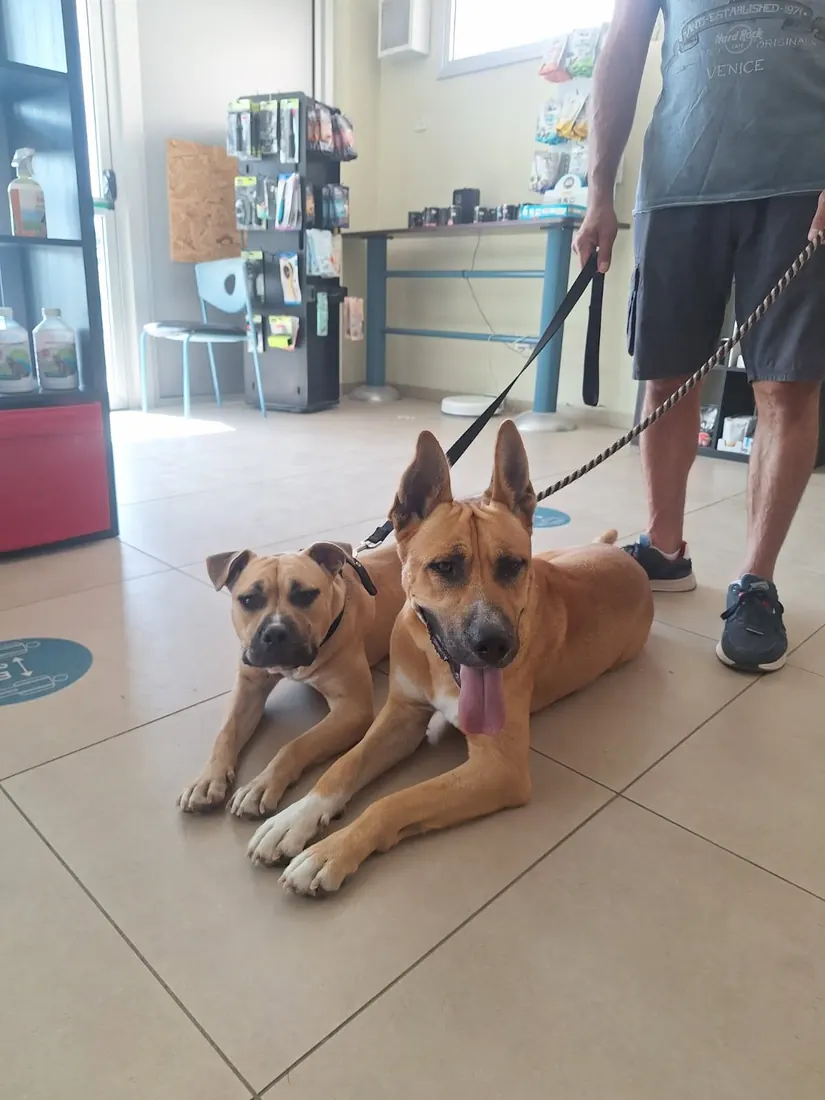 Two dogs relaxing on the floor of the PraniScience waiting room