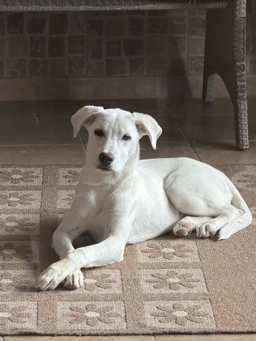 A young white dog lying on a rug